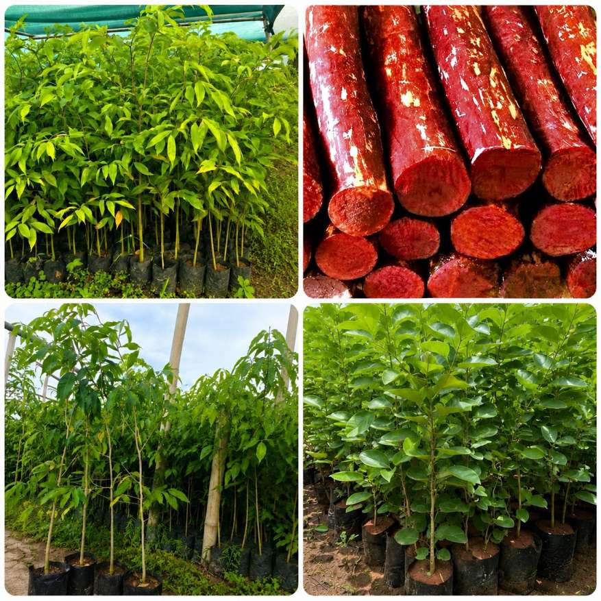 Forestry Plants