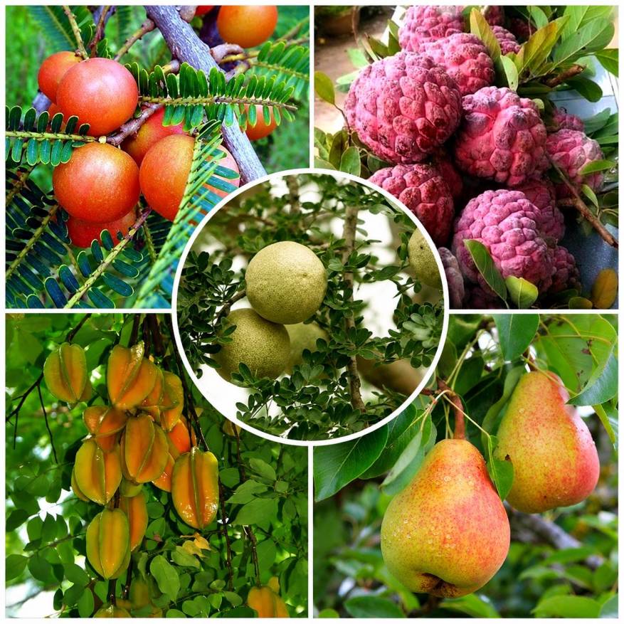 Other Fruit Plants Varieties