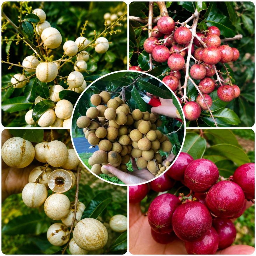Longan Varieties Plant