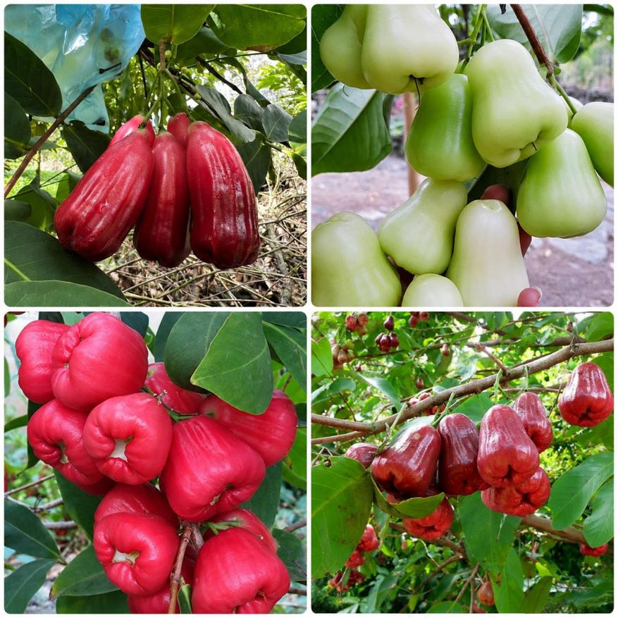 Water Apple Plants