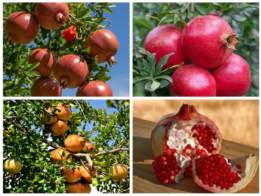 Anar Plants (Pomegranate)