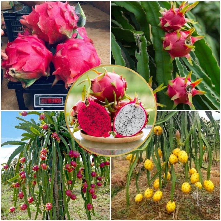 Dragon Fruit Plants
