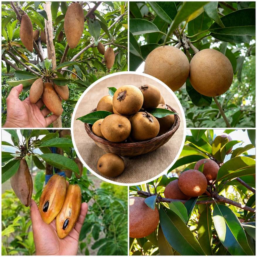 Chiku Fruit Plants (Sapota)