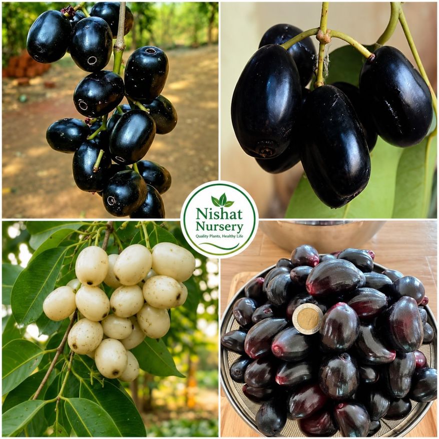 Jamun Plants