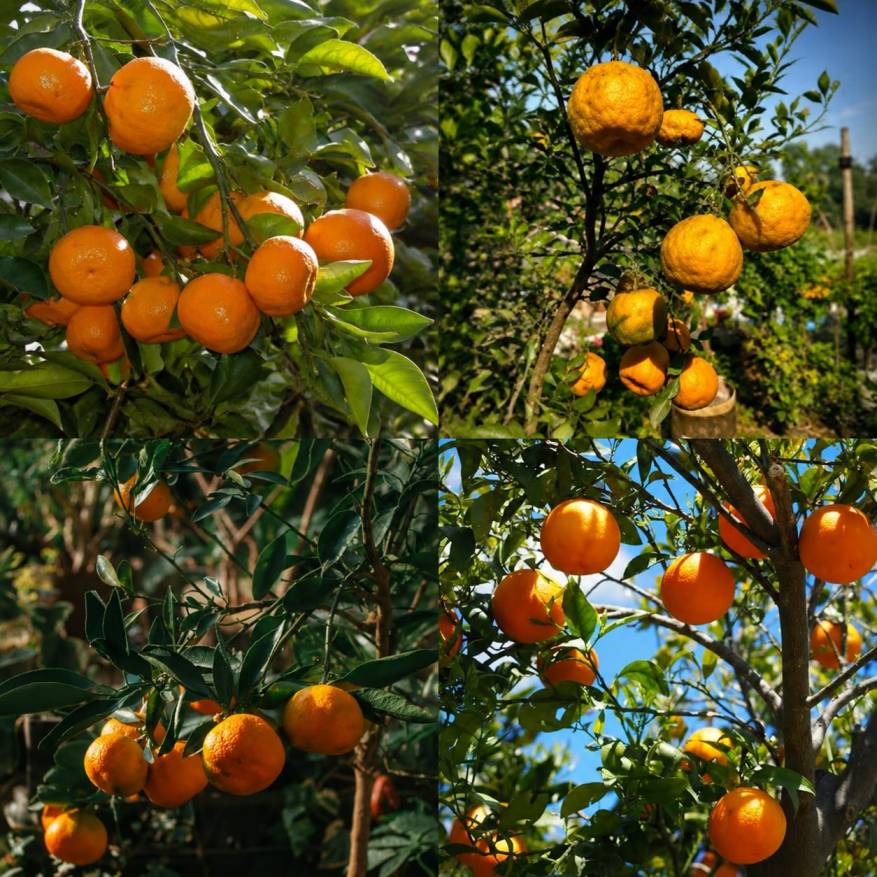 Oranga Plants (Santra)