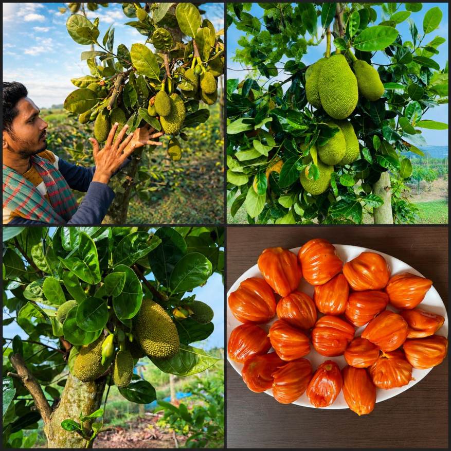 Jackfruit Plants