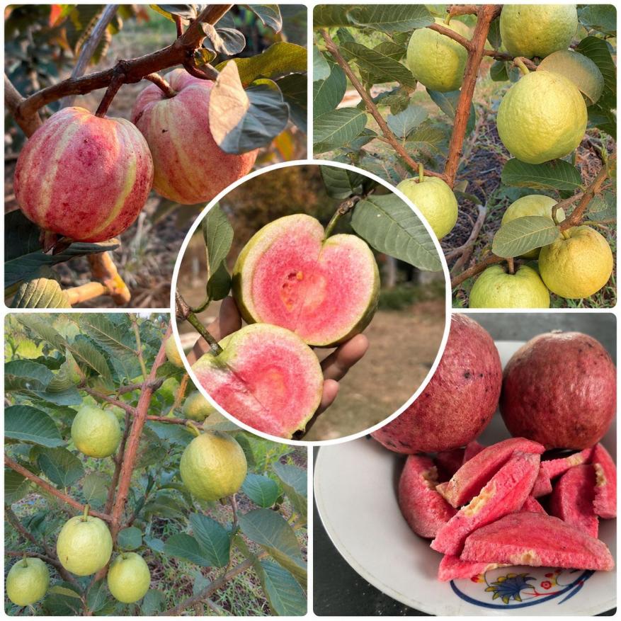 Guava Plant Varieties