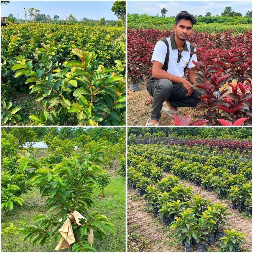 Authentic Quality Guava Mother Plant Area