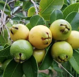 Yellow Strawberry Guava Plant Featured Image