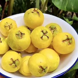 Yellow Strawberry Guava Plant Featured Image