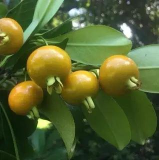 Yellow Strawberry Guava Plant Featured Image