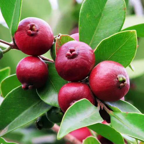 Red Strawberry Guava Plant Featured Image