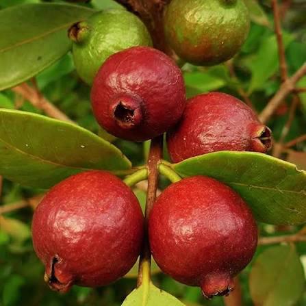 Red Strawberry Guava Plant Featured Image