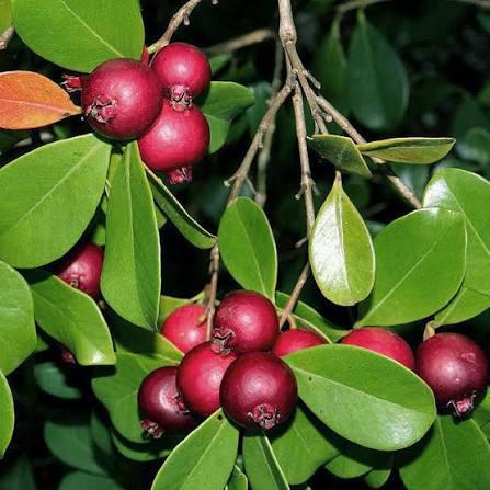 Red Strawberry Guava Plant Featured Image
