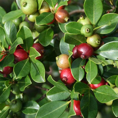 Red Strawberry Guava Plant Featured Image