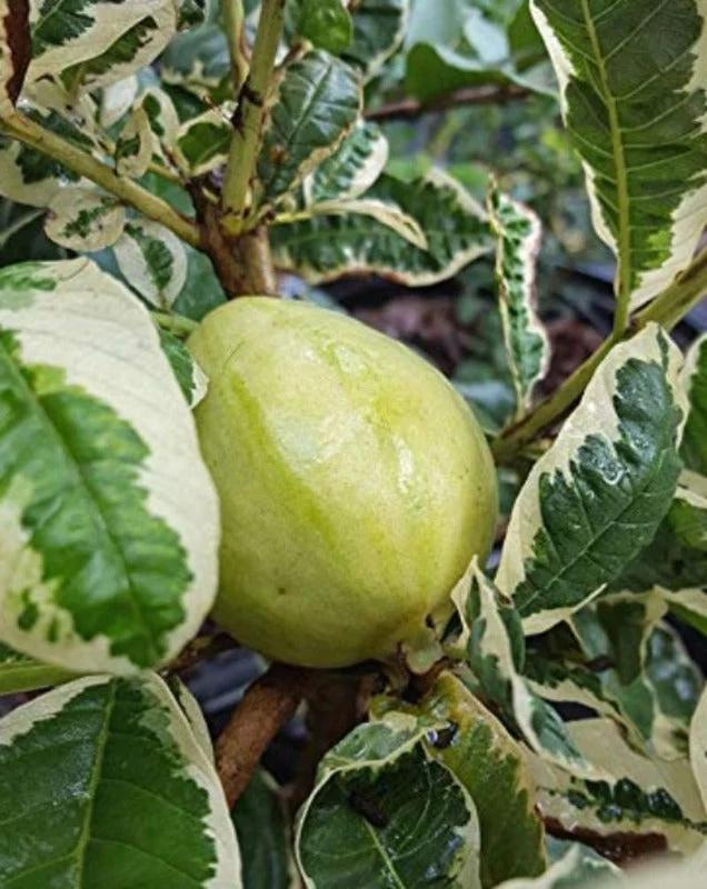 Variegated Guava Plant Featured Image