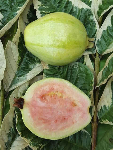 Variegated Guava Plant Featured Image