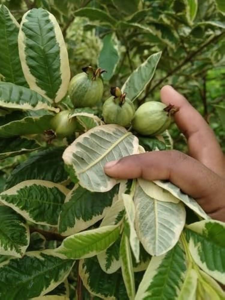 Variegated Guava Plant Featured Image