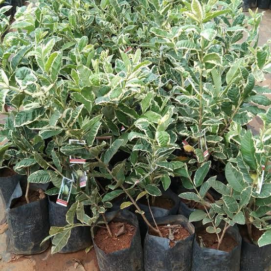 Variegated Guava Plant Featured Image