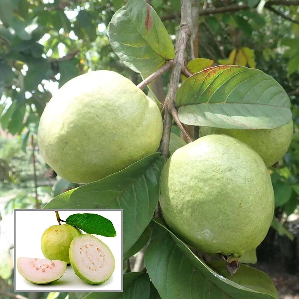 Allahabad Safeda Guava Plant Featured Image