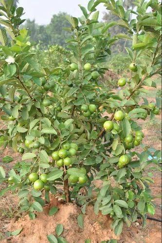 Allahabad Safeda Guava Plant Featured Image