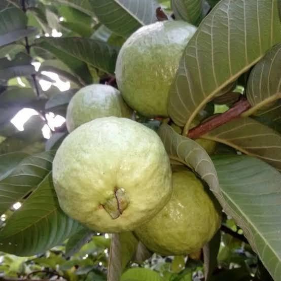 Allahabad Safeda Guava Plant Featured Image