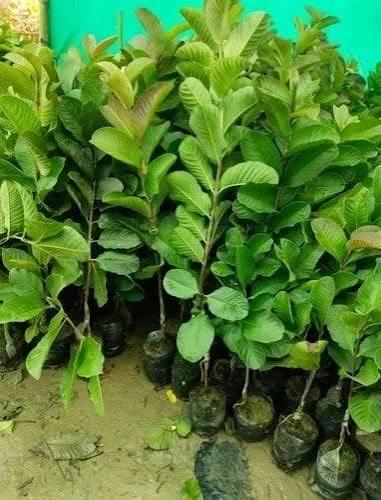 Allahabad Safeda Guava Plant Featured Image