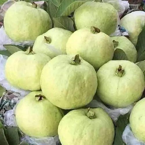 Thai 7 Guava Plant Featured Image