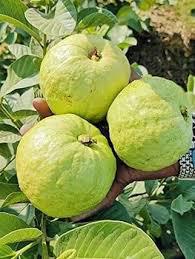 Thai 7 Guava Plant Featured Image