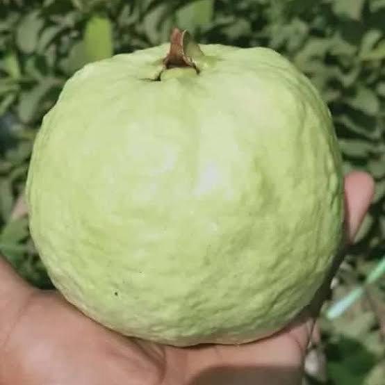 Thai 7 Guava Plant Featured Image