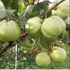 Thai 7 Guava Plant Featured Image