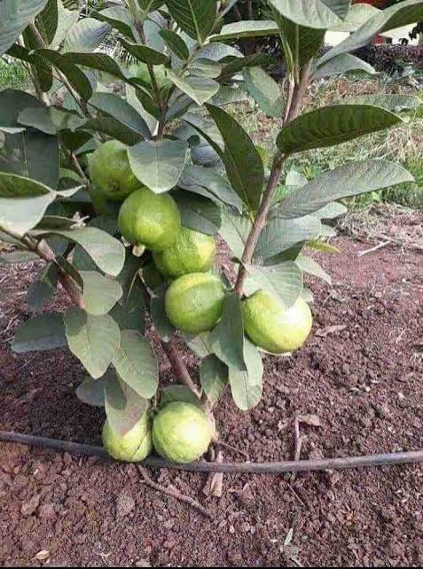 Taiwan Pink Guava Plant Featured Image