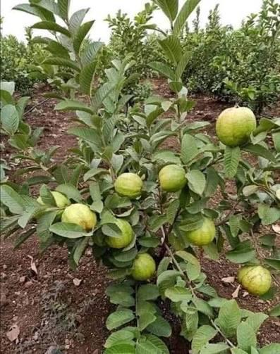 Taiwan Pink Guava Plant Featured Image