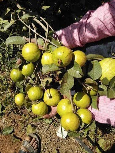 Taiwan Pink Guava Plant Featured Image