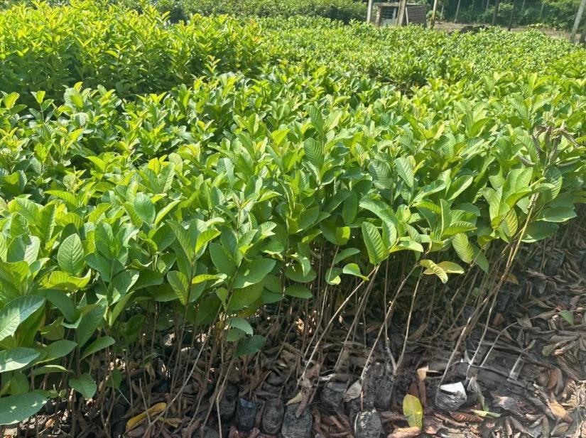Taiwan Pink Guava Plant Featured Image