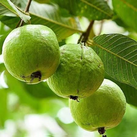 VNR Bihi Guava Plant Featured Image
