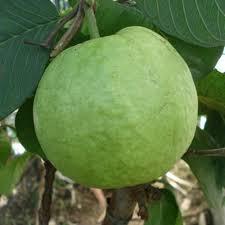 VNR Bihi Guava Plant Featured Image
