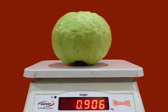 VNR Bihi Guava Plant Featured Image