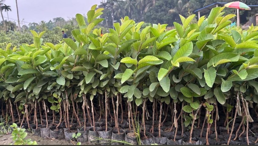 VNR Bihi Guava Plant Featured Image