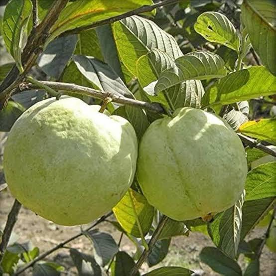 Thai Golden 8 Guava Plant Featured Image