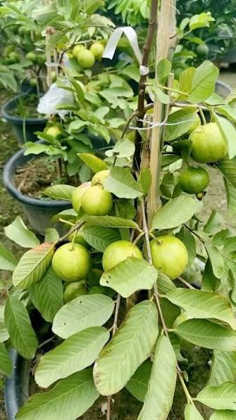 Thai Golden 8 Guava Plant Featured Image