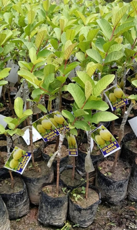 Thai Golden 8 Guava Plant Featured Image