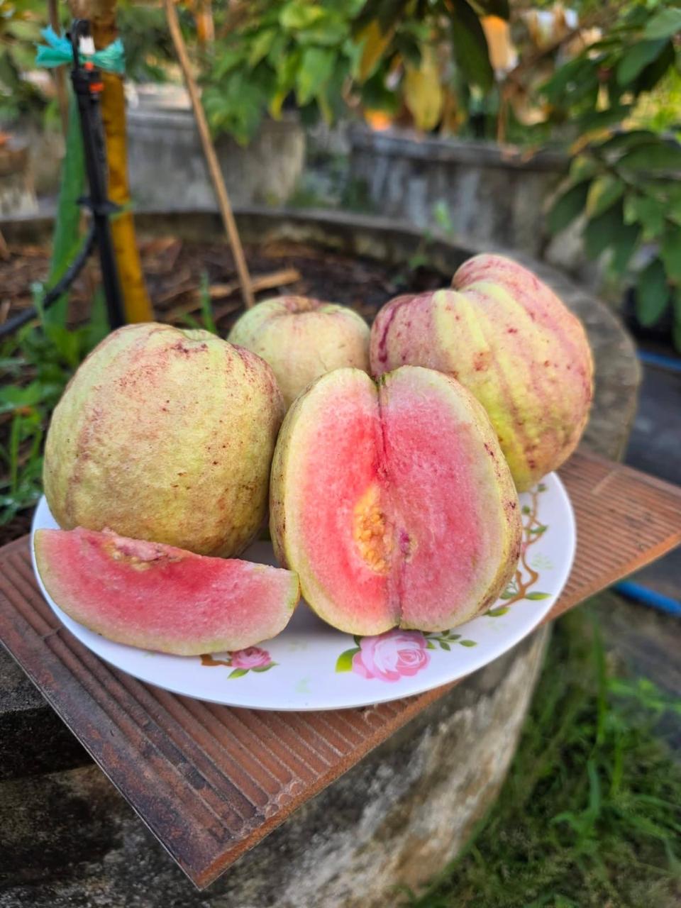 Red Dragon Guava Plant Featured Image