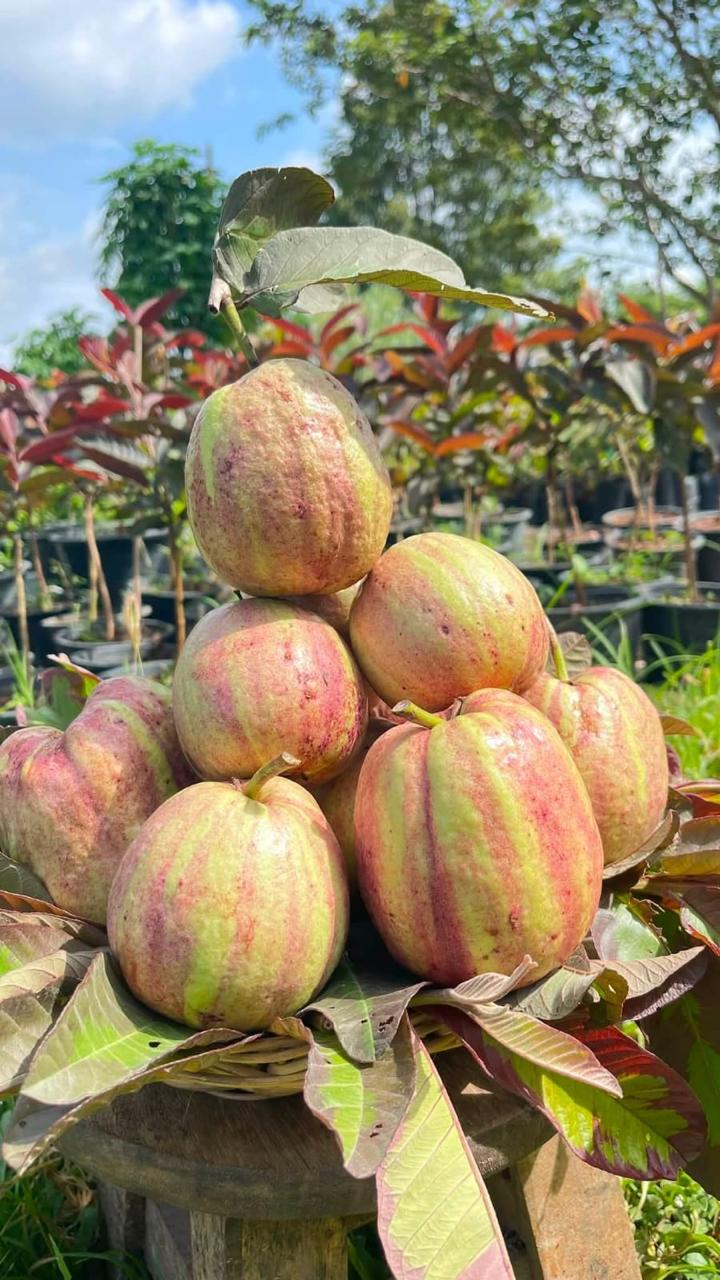 Red Dragon Guava Plant Featured Image