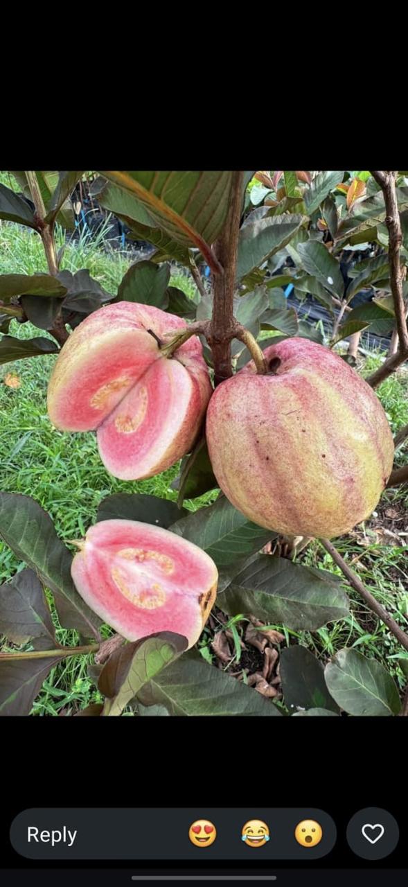Red Dragon Guava Plant Featured Image