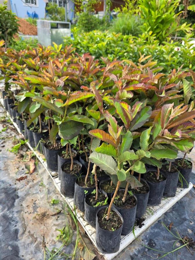 Red Dragon Guava Plant Featured Image