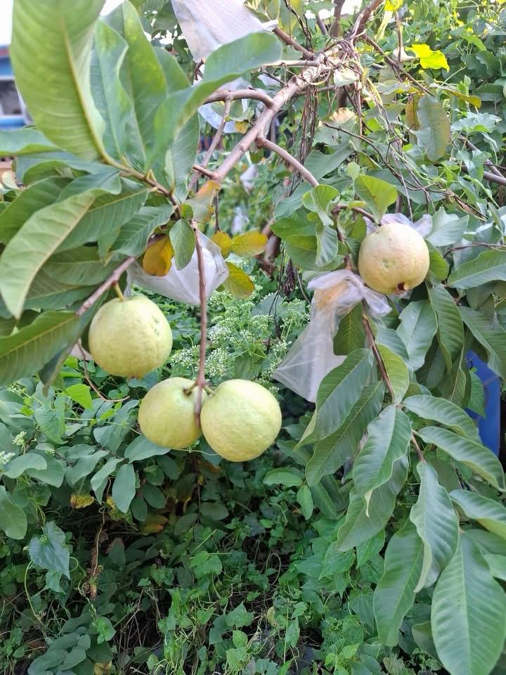 Red King Guava Plant Featured Image