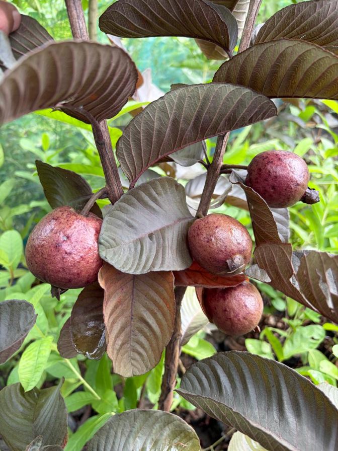 Black Diamond Guava Plant Featured Image
