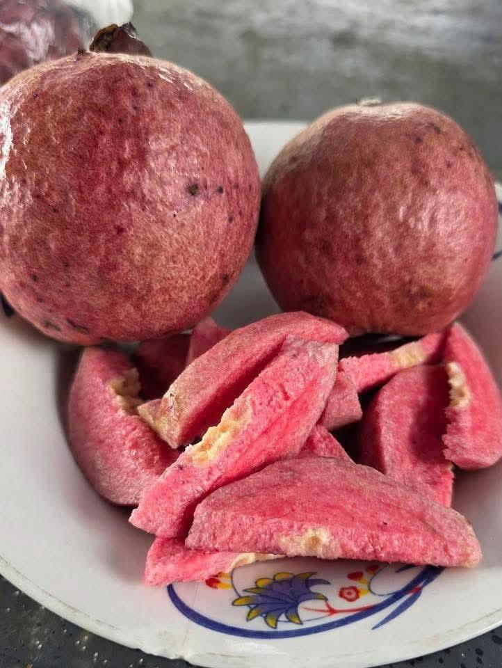 Black Diamond Guava Plant Featured Image