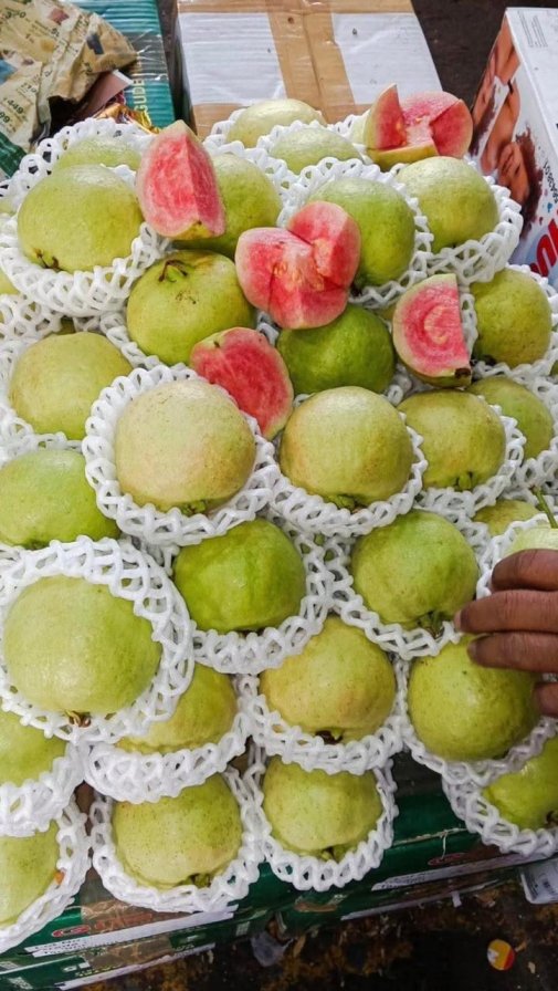 Japanese Red Diamond Guava plant Featured Image